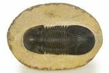 Paralejurus Trilobite Fossil - Orange Eye Preservation! #331920-3